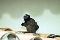 Tufted-eared Marmoset